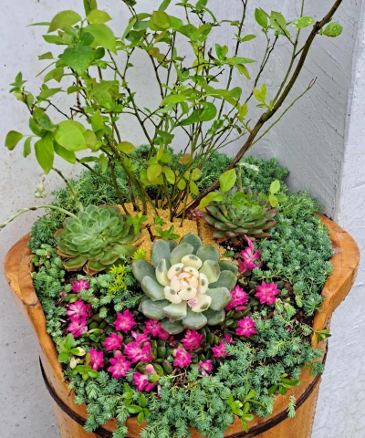 家庭养花用生根粉