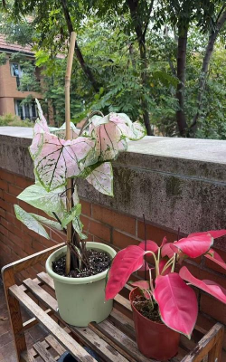 朝北的房间养花