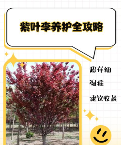 紫叶稠李如何剪枝