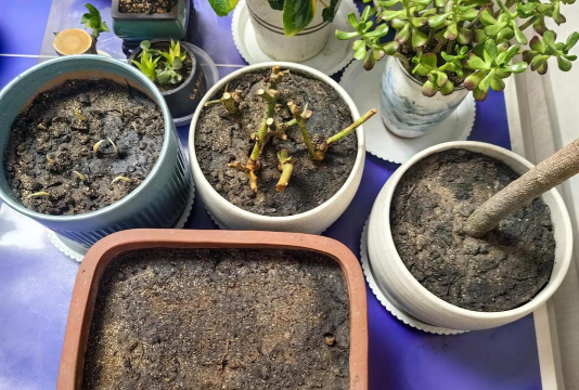 家庭养花用生根粉