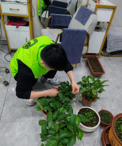 家庭养花用生根粉