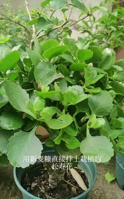 家庭养花用生根粉