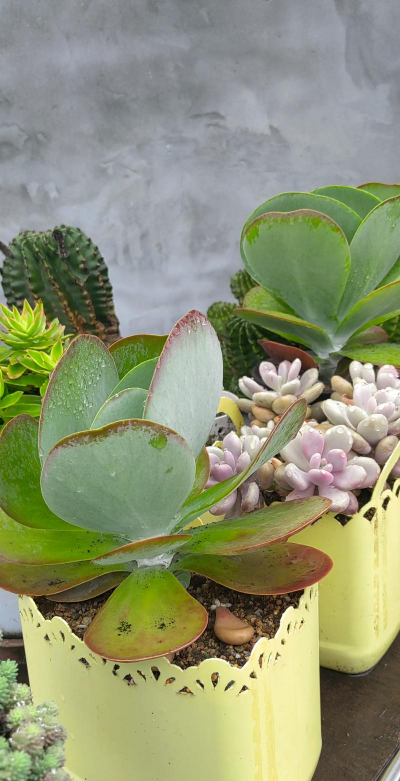 绿化景观设计，提升环境品质，创造宜人空间