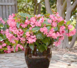 绿化景观设计，提升环境品质，创造宜人空间