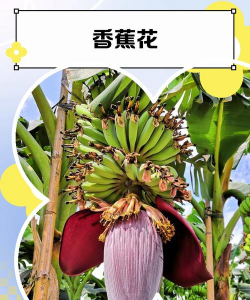 无土栽培技术，突破土壤限制，开启高效种植新篇章