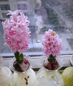 无土栽培技术，突破土壤限制，开启高效种植新篇章