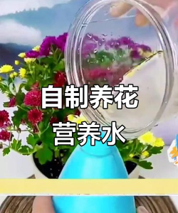 家庭养花用生根粉