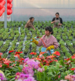 家庭养花用生根粉