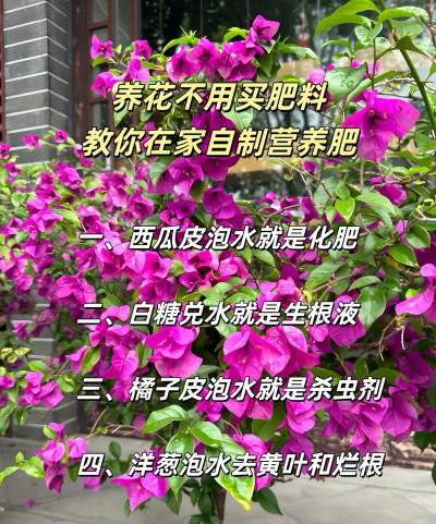 家庭养花用生根粉