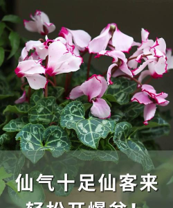 家庭养花用生根粉