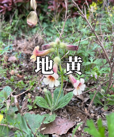 地黄是种什么植物