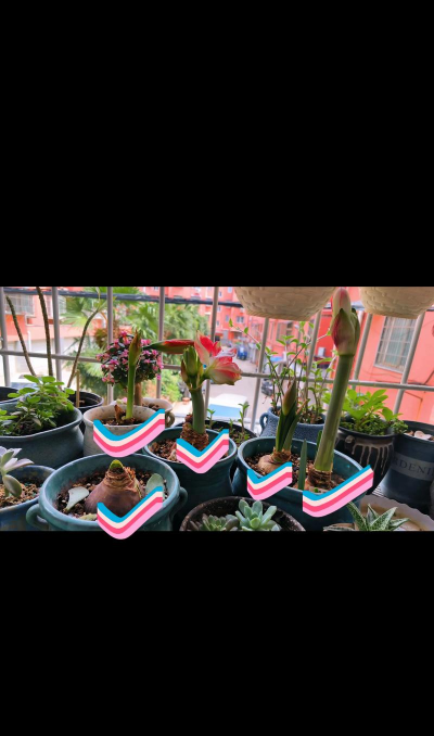 养花黑色圆球球