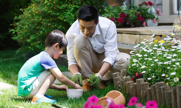 家庭养花用生根粉