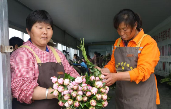 家庭养花用生根粉