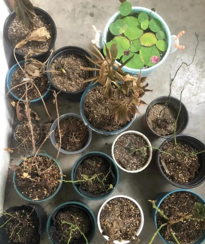 家庭养花用生根粉