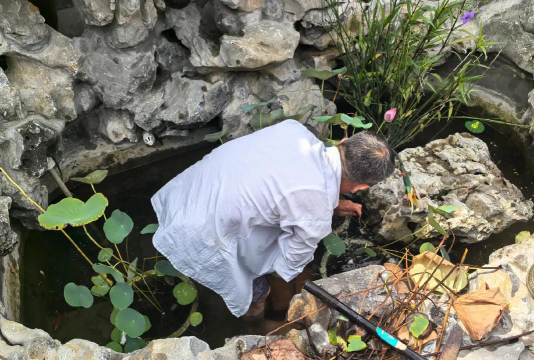 家庭养花用生根粉