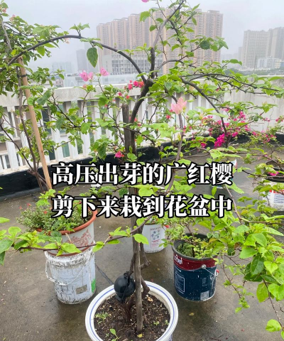 家庭养花用生根粉