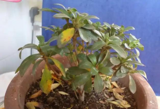 家庭养花用生根粉