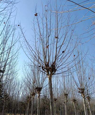 法桐病虫害防治济宁龙德法桐