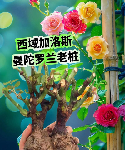 家庭养花用生根粉