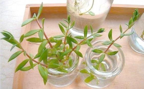 家庭养花用生根粉