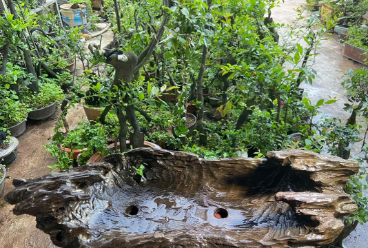 家庭养花用生根粉