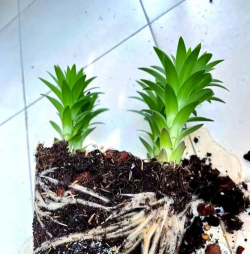 家庭养花用生根粉