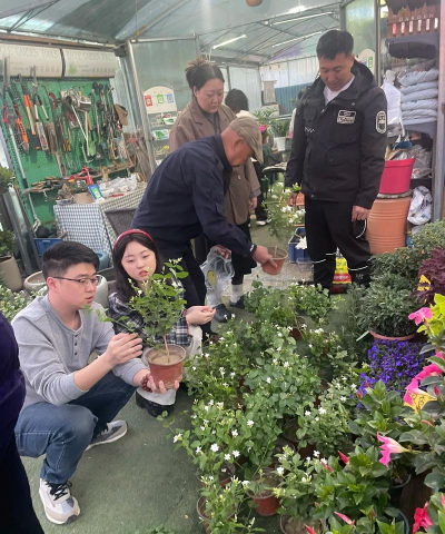 家庭养花用生根粉