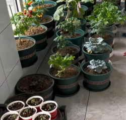 家庭养花用生根粉