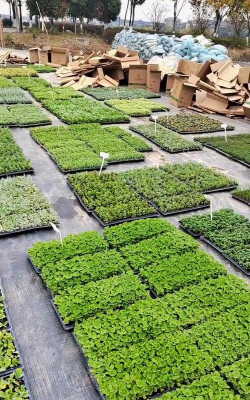 家庭养花用生根粉