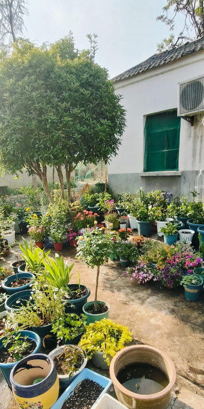 小院养花养草