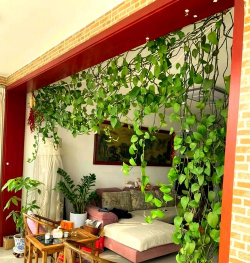 室内养花藤造型