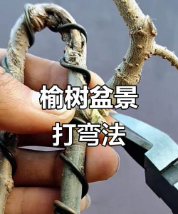 盆景怎么弯曲成型