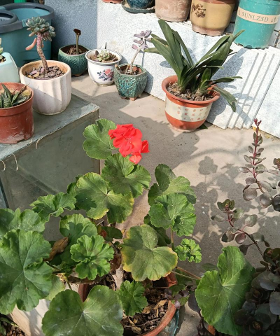 家庭养花用生根粉