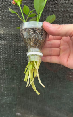 家庭养花用生根粉