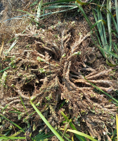 家庭养花用生根粉