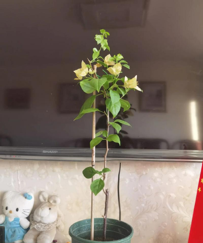 家庭养花用生根粉