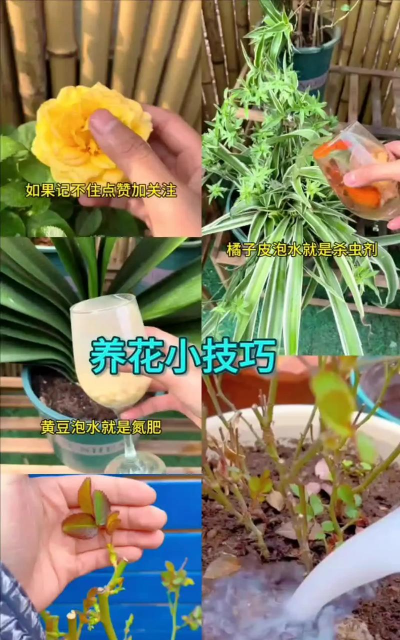 家庭养花用生根粉