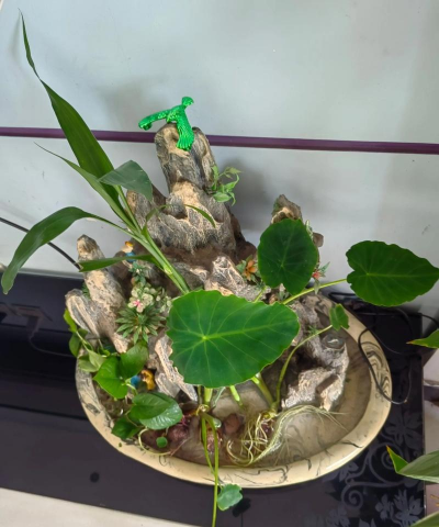 家庭养花用生根粉