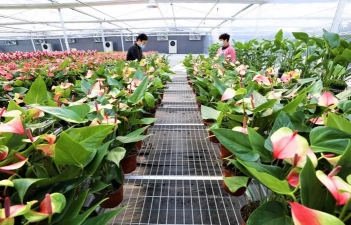 家庭养花用生根粉