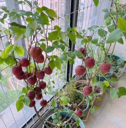 广东有什么盆栽水果