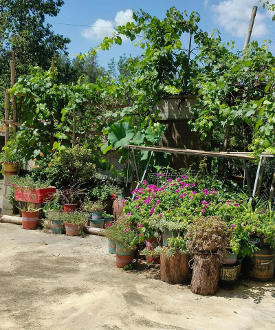 西荣村养花