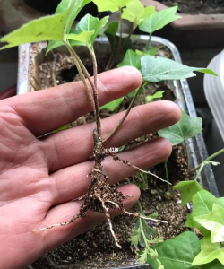 家庭养花用生根粉