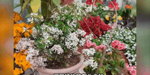 家庭养花用生根粉