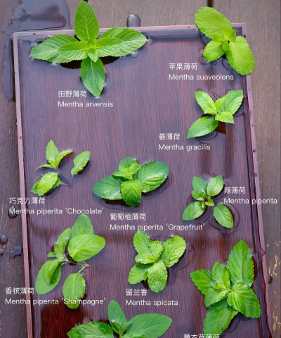 每种薄荷怎么区分