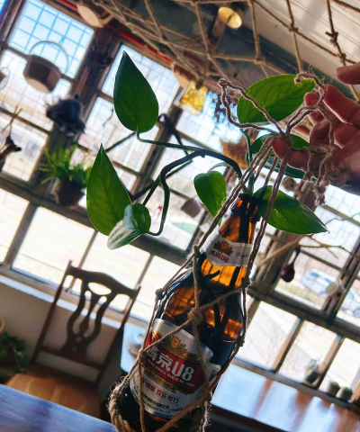 家庭养花用生根粉