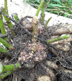 家庭养花用生根粉