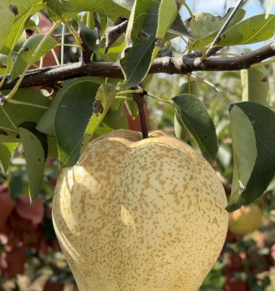 什么品种的梨最贵