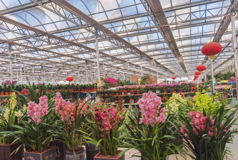 家庭养花用生根粉