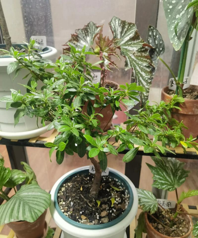 家庭养花用生根粉